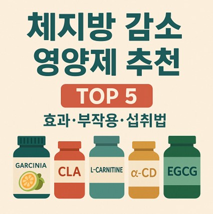 체지방 감소 영양제 추천 5가지를 나타내는 그림
